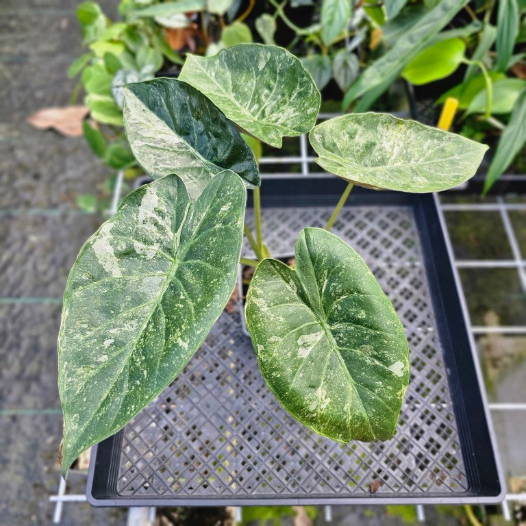 Alocasia Wentii, Exact Plant Variegated