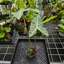 Load image into Gallery viewer, Alocasia Longiloba Lowii, Exact Plant
