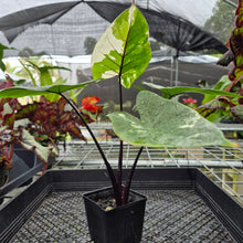 Load image into Gallery viewer, Alocasia Macrorhizza Black Stem, Exact Plant Variegated
