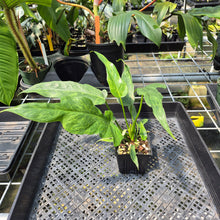 Load image into Gallery viewer, Philodendron Minarum 'Lime Fiddle' exact plant, Fedex 2day*
