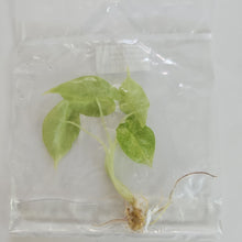 Load image into Gallery viewer, Alocasia Golden Bone Pink Mint variegated tissue culture 2DayAir
