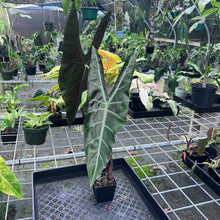 Load image into Gallery viewer, Alocasia Longiloba, Denudata, Exact Plant
