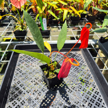 Load image into Gallery viewer, Anthurium Scherzerianum "Pig Tail" exact plant, Fedex 2day*
