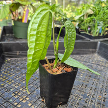 Load image into Gallery viewer, Anthurium Sp. Limon, Exact Plant Ships Nationwide
