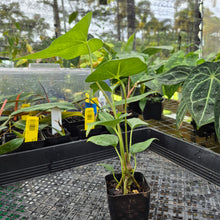 Load image into Gallery viewer, Anthurium Macrolobium, Exact Plant Ships Nationwide
