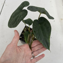 Load image into Gallery viewer, Anthurium (Ace of Spades DF x Kunayalense) x Pap FS, Exact Plant Ships Nationwide
