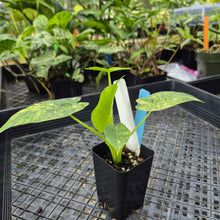 Load image into Gallery viewer, Alocasia Gageana Aurea, Exact Plant Variegated Ships Nationwide

