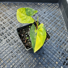 Load image into Gallery viewer, Syngonium Aurea, Exact Plant Variegated Ships Nationwide
