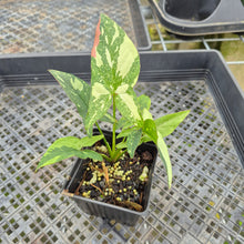 Load image into Gallery viewer, Syngonium Red Spot Tricolor Variegated exact plant, Fedex 2day*
