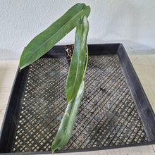 Load image into Gallery viewer, Philodendron Spiritus Sancti exact plant, Fedex 2day*
