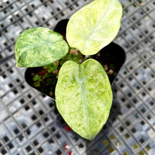 Load image into Gallery viewer, Alocasia Ninja Tricolor, Exact Plant Variegated Ships Nationwide
