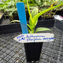 Load image into Gallery viewer, Anthurium Vittarifolium , Exact Plant Variegated Ships Nationwide
