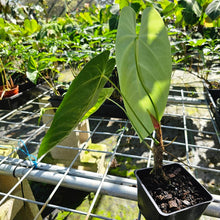 Load image into Gallery viewer, Anthurium Angamarcanum , Exact Plant
