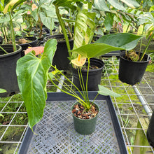 Load image into Gallery viewer, Anthurium Shibori, Exact Plant Variegated
