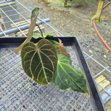 Load image into Gallery viewer, Anthurium Magnificum x Papillilaminum Exact Plant
