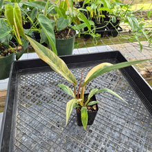 Load image into Gallery viewer, Philodendron Caramel Marble, Exact Plant Variegated Ships Nationwide
