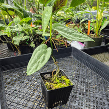 Load image into Gallery viewer, Anthurium Sp. Limon, Exact Plant Ships Nationwide
