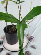 Load image into Gallery viewer, Joepii Large, Exact Plant, Philodendron
