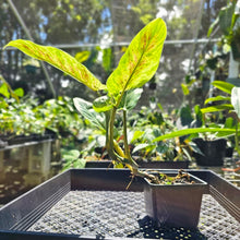 Load image into Gallery viewer, Philodendron Subhastatum, Exact Plant Variegated
