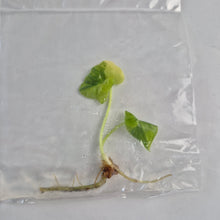 Load image into Gallery viewer, Philodendron Bipinnatifidum Aurea Variegated tissue culture 2DayAir
