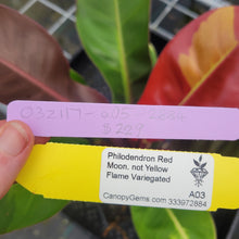 Load image into Gallery viewer, Philodendron Red Moon. not Yellow Flame, Exact Plant Variegated

