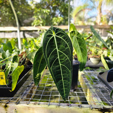 Load image into Gallery viewer, Anthurium Warocqueanum, Queen, Exact Plant
