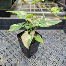 Load image into Gallery viewer, Syngonium Red Spot Tricolor, Exact Plant Variegated Ships Nationwide
