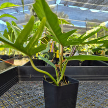 Load image into Gallery viewer, Philodendron Florida Beauty X Tortum, Exact Plant Variegated Ships Nationwide
