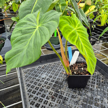 Load image into Gallery viewer, Philodendron Verrucosum Pseudoverrucosum Croat , Exact Plant Ships Nationwide
