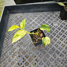 Load image into Gallery viewer, Epipremnum Pinnatum Sunburst, Exact Plant Variegated Ships Nationwide
