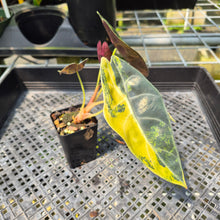Load image into Gallery viewer, Alocasia Sedenii Aurea Variegated exact plant, Fedex 2day*
