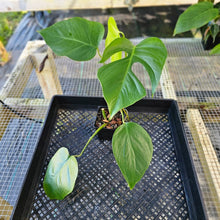 Load image into Gallery viewer, Monstera Sierrana Hawaii Clone, Exact Plant Ships Nationwide
