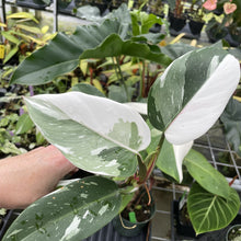 Load image into Gallery viewer, Philodendron White Princess Variegated exact plant, Fedex 2day*
