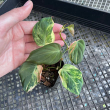 Load image into Gallery viewer, Philodendron Hederaceum Micans Aurea, Exact Plant Variegated Ships Nationwide
