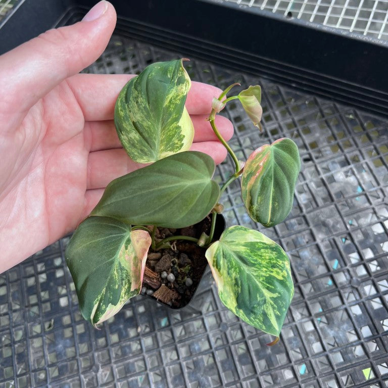Philodendron Hederaceum Micans Aurea, Exact Plant Variegated Ships Nationwide
