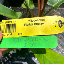 Load image into Gallery viewer, Philodendron Florida Bronze, Exact Plant Ships Nationwide
