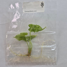 Load image into Gallery viewer, Alocasia Teletubbies tissue culture 2DayAir
