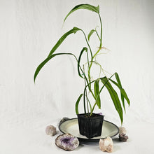 Load image into Gallery viewer, Philodendron Holtonianum, Exact Plant Ships Nationwide

