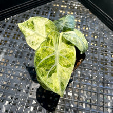 Load image into Gallery viewer, Alocasia Ninja, Exact Plant Variegated Ships Nationwide
