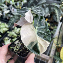 Load image into Gallery viewer, Alocasia Heart Balloon pink variegated exact plant, Fedex 2day*
