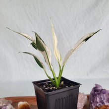 Load image into Gallery viewer, Spathiphylum Peace Lily City of Angels, Exact Plant Variegated
