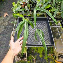 Load image into Gallery viewer, Philodendron Holtonianum, Exact Plant
