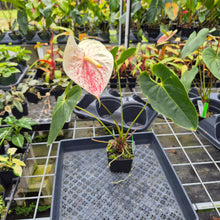 Load image into Gallery viewer, Anthurium Peppermint Splash, Shibori AFF, speckled , Exact Plant Ship Nationwide
