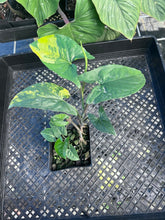 Load image into Gallery viewer, Syngonium Aurea, Exact Plant Variegated Ships Nationwide
