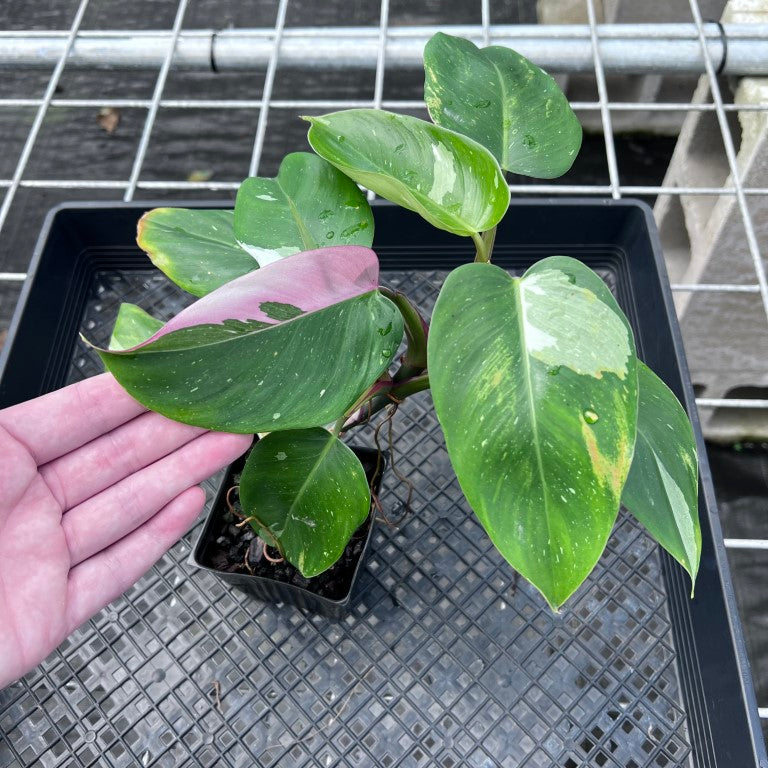 Philodendron White Princess, Exact Plant Variegated Ships Nationwide