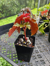 Load image into Gallery viewer, Begonia Serratipetala 2.5" pot Fedex 2day*
