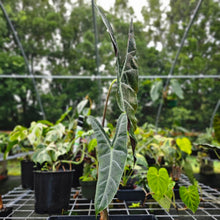 Load image into Gallery viewer, Alocasia Longiloba, Denudata, Exact Plant
