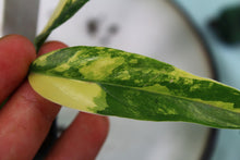 Load image into Gallery viewer, Variegated Philodendron Domesticum, exact plant, ships nationwide
