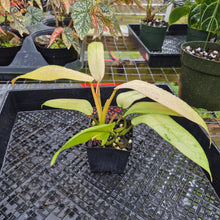 Load image into Gallery viewer, Philodendron Whipple Way, Exact Plant Variegated Ships Nationwide

