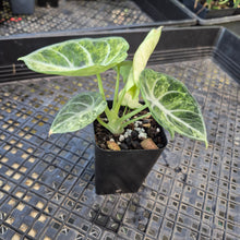 Load image into Gallery viewer, Alocasia Ninja, Exact Plant Variegated Ships Nationwide
